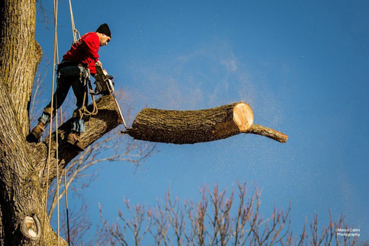 Tree Climber For Hire North Jersey Tree Consultant