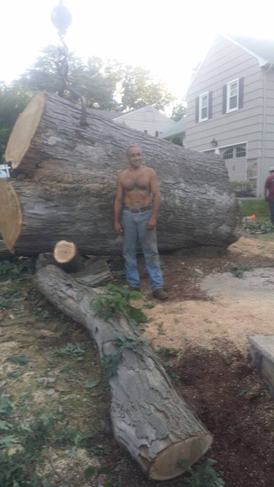 Tree Work Tree Climber For Hire