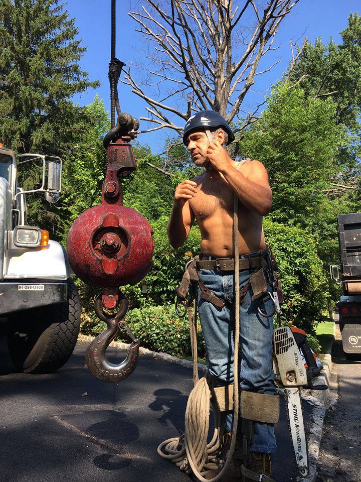 Tree Work Tree Climber For Hire
