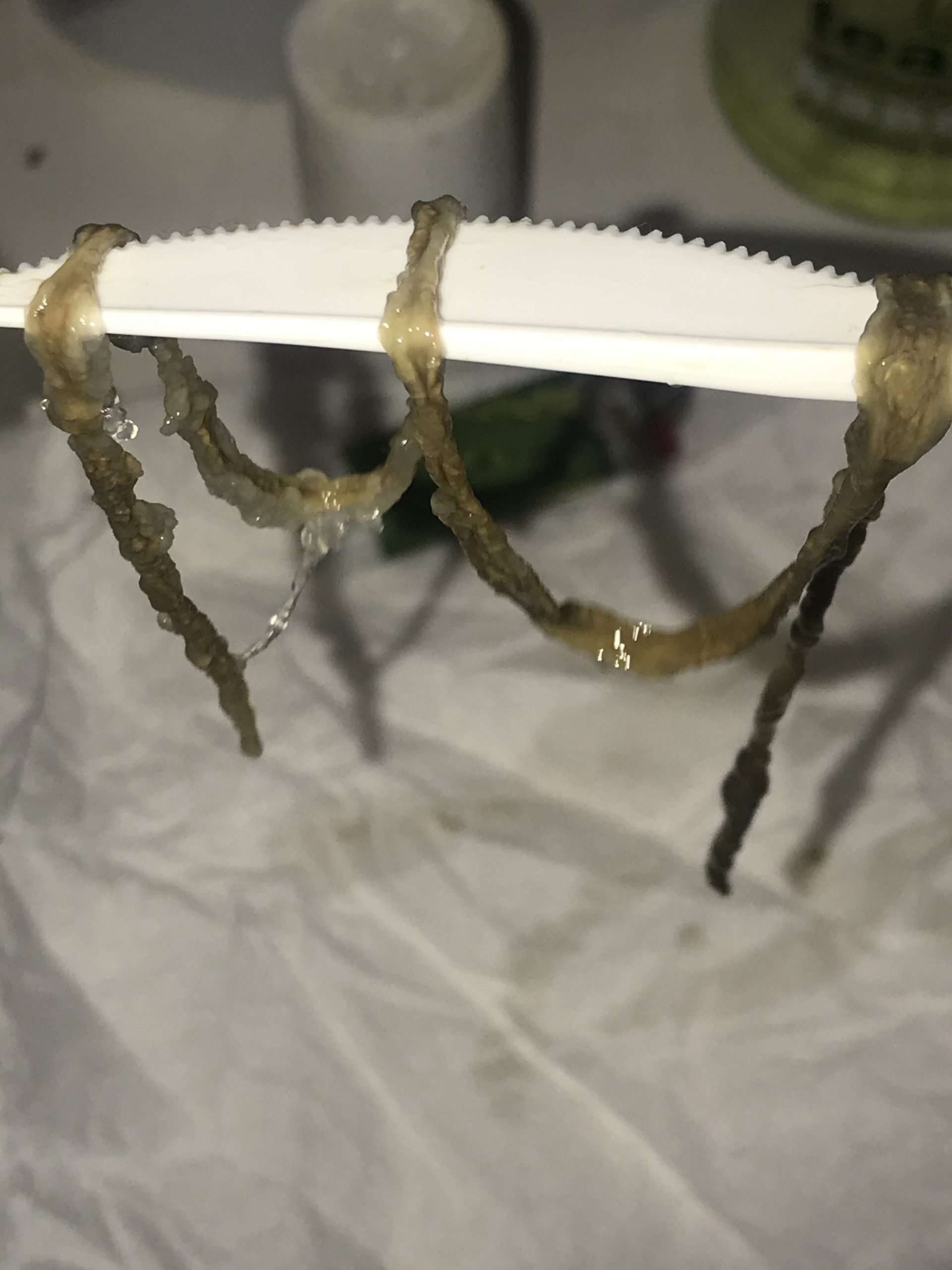 Rope Worm Infection Symptoms Rope Worms What are They?