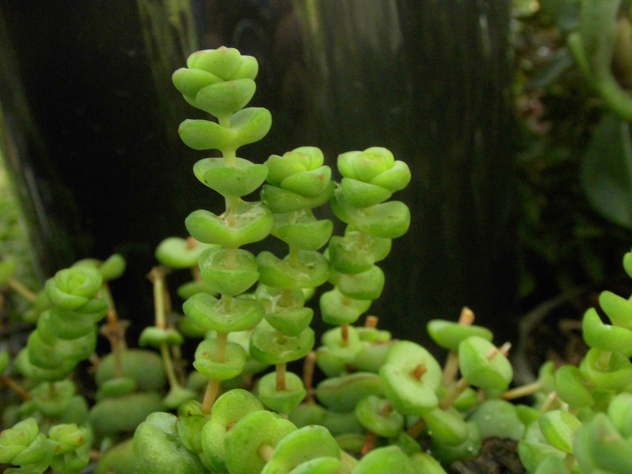 Crassula Baby's Necklace Roraima Nursery