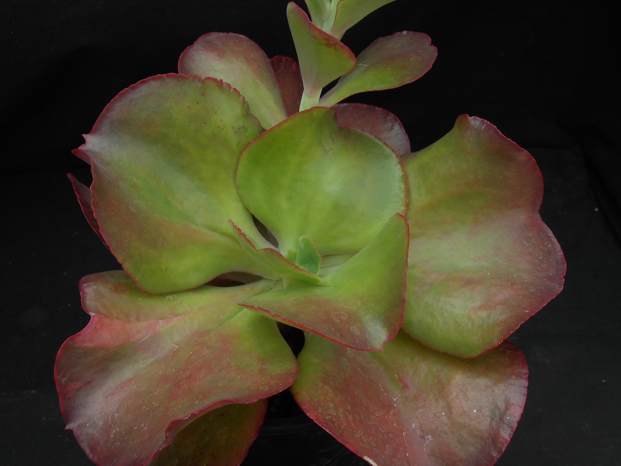 Echeveria Lipstick Roraima Nursery