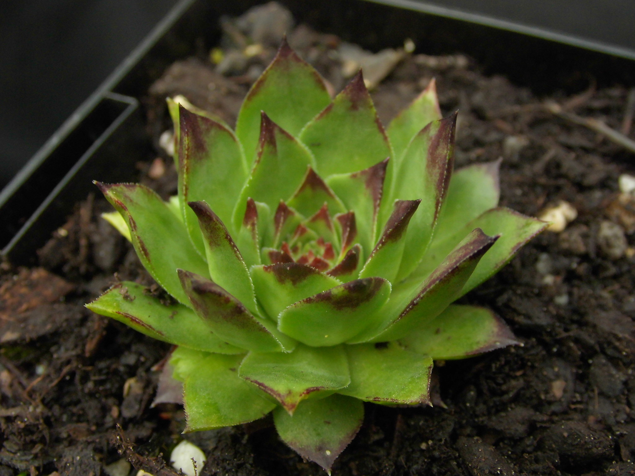 Sempervivum tectorum Sunset Roraima Nursery