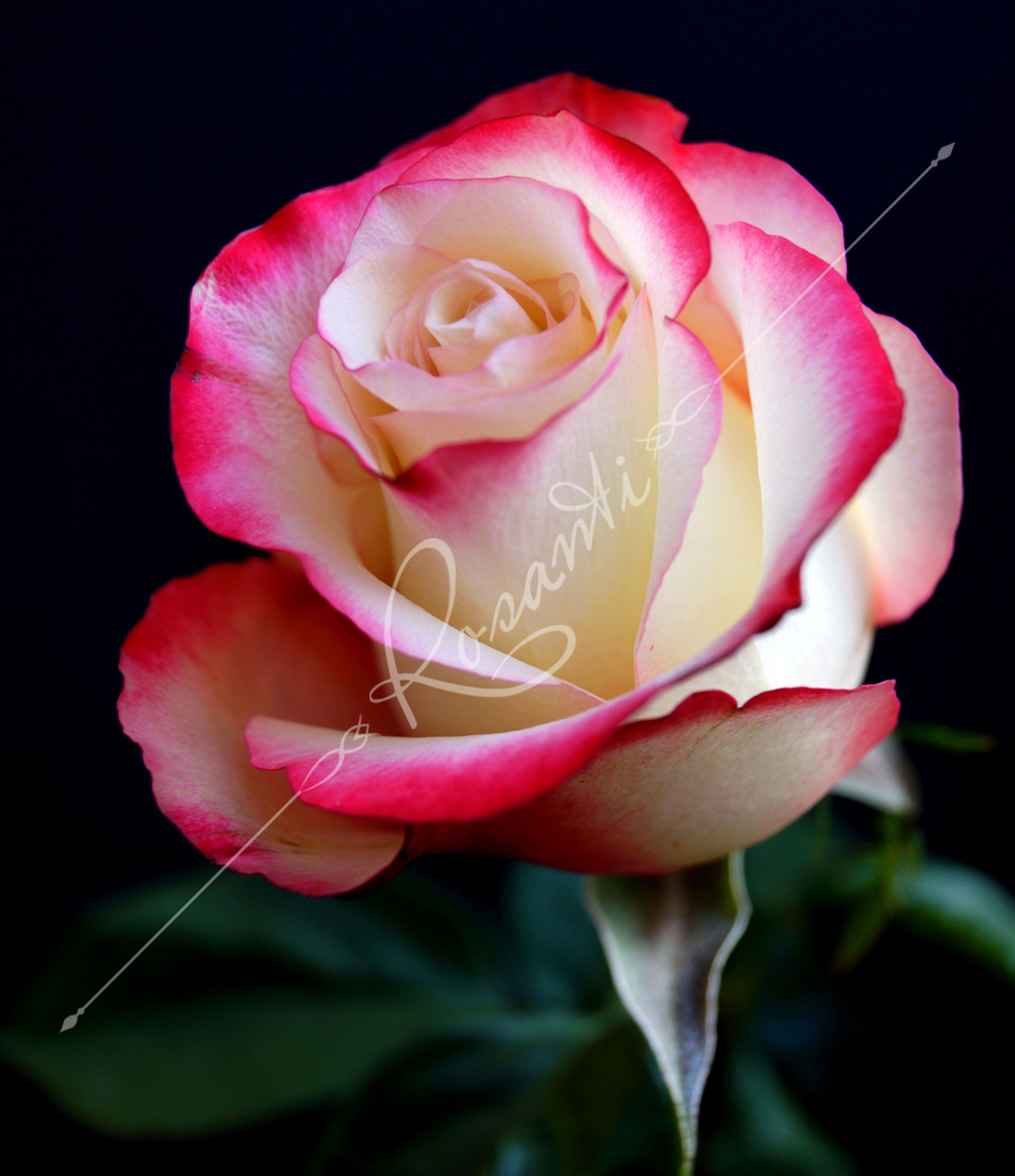 50 BICOLOR ROSES Rosanti Flowers