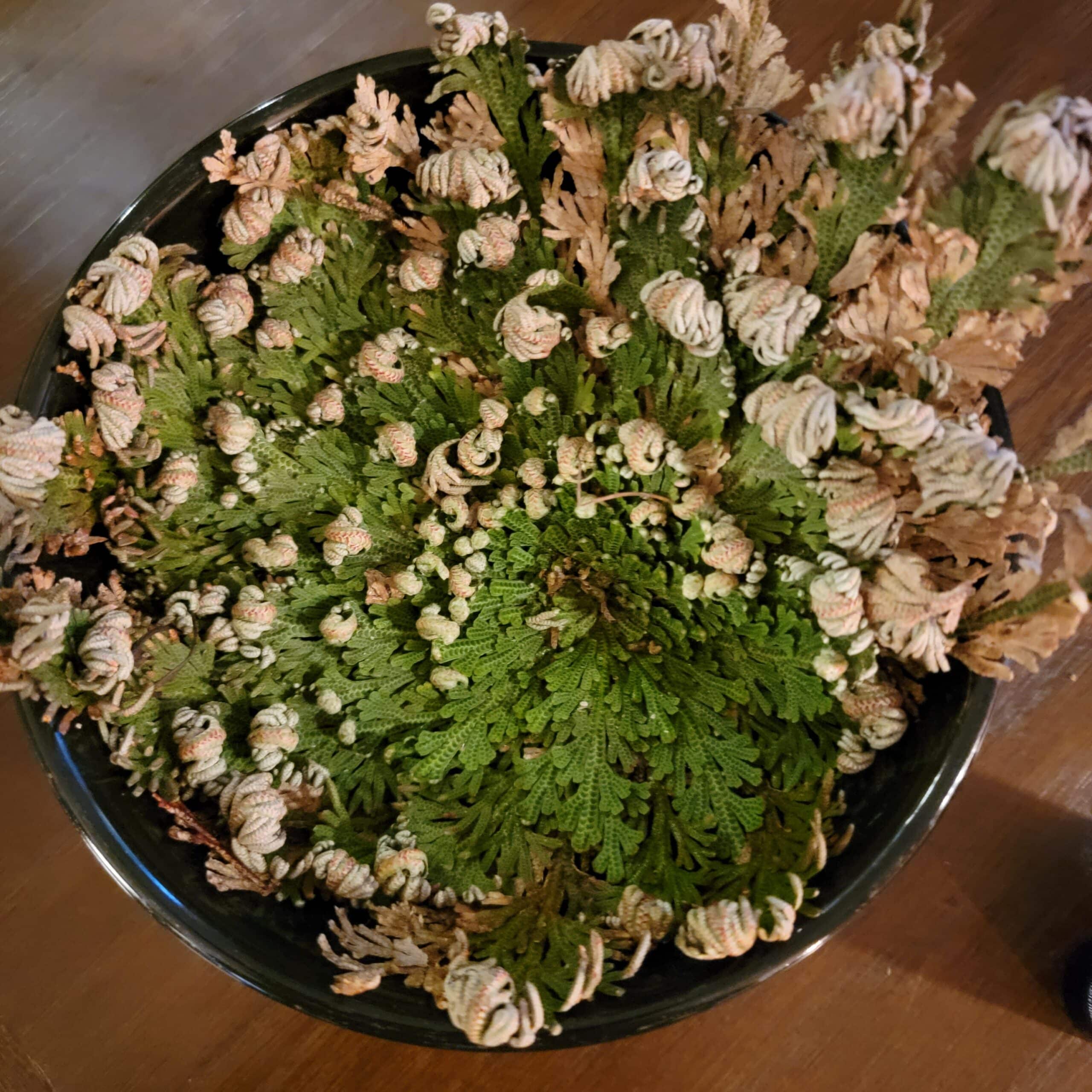 Rose of Jericho Rosarium Blends