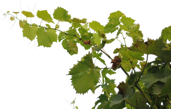 Branche De Vigne
