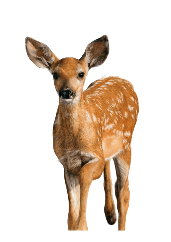 biche
