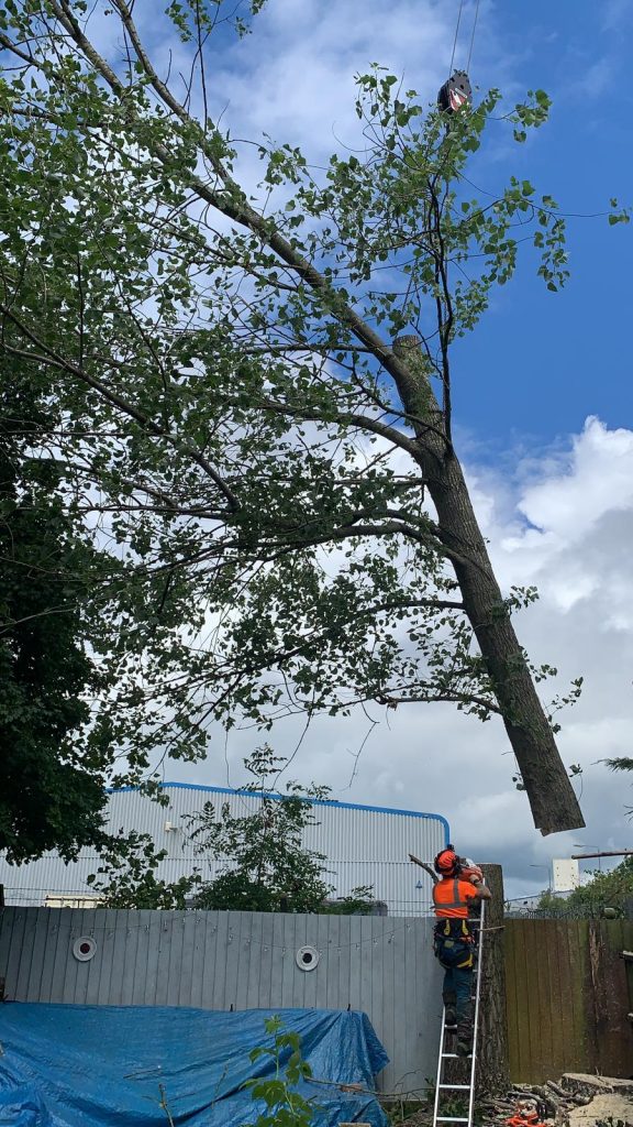 Corby Poplar Tree Removal with Crane Rose Tree Care