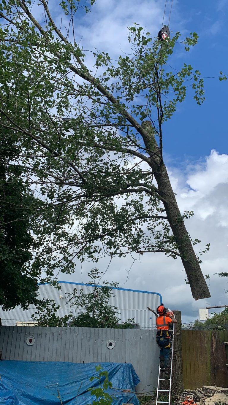 Corby Poplar Tree Removal with Crane Rose Tree Care