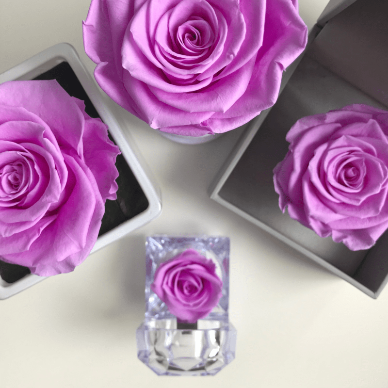 Rose Belle Rosebelle.cz Stabilizované, věčné krásné růže a květiny