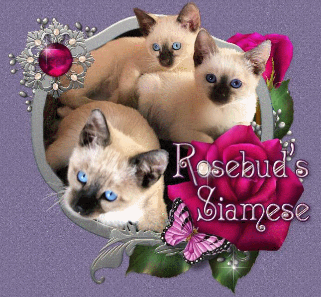 Available Siamese Kittens 4 Sale Indiana Rosebuds Siamese