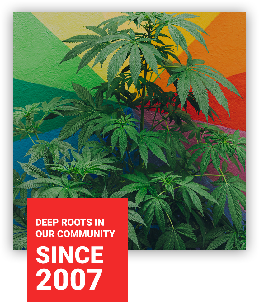 About Rose Collective Cannabis Dispensary in Venice CA