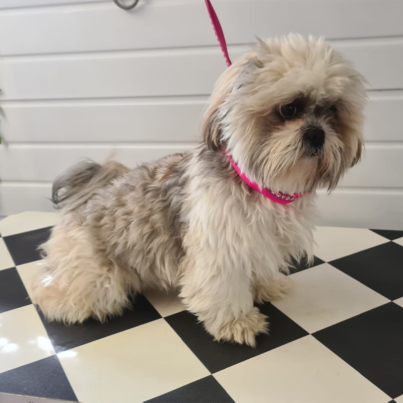 Grooming • Rose Cottage • Dog Grooming Chesterfield