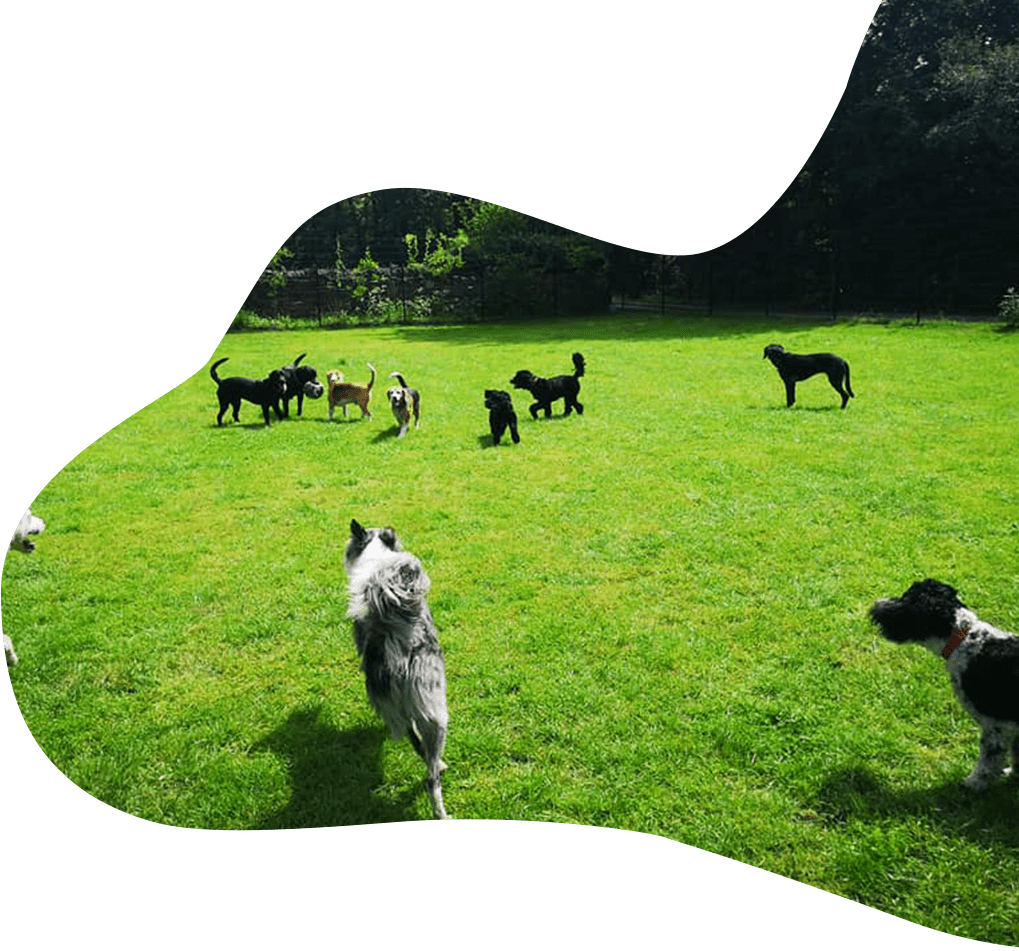 FAQs • Rose Cottage • Dog Hotels Sheffield • Rotherham