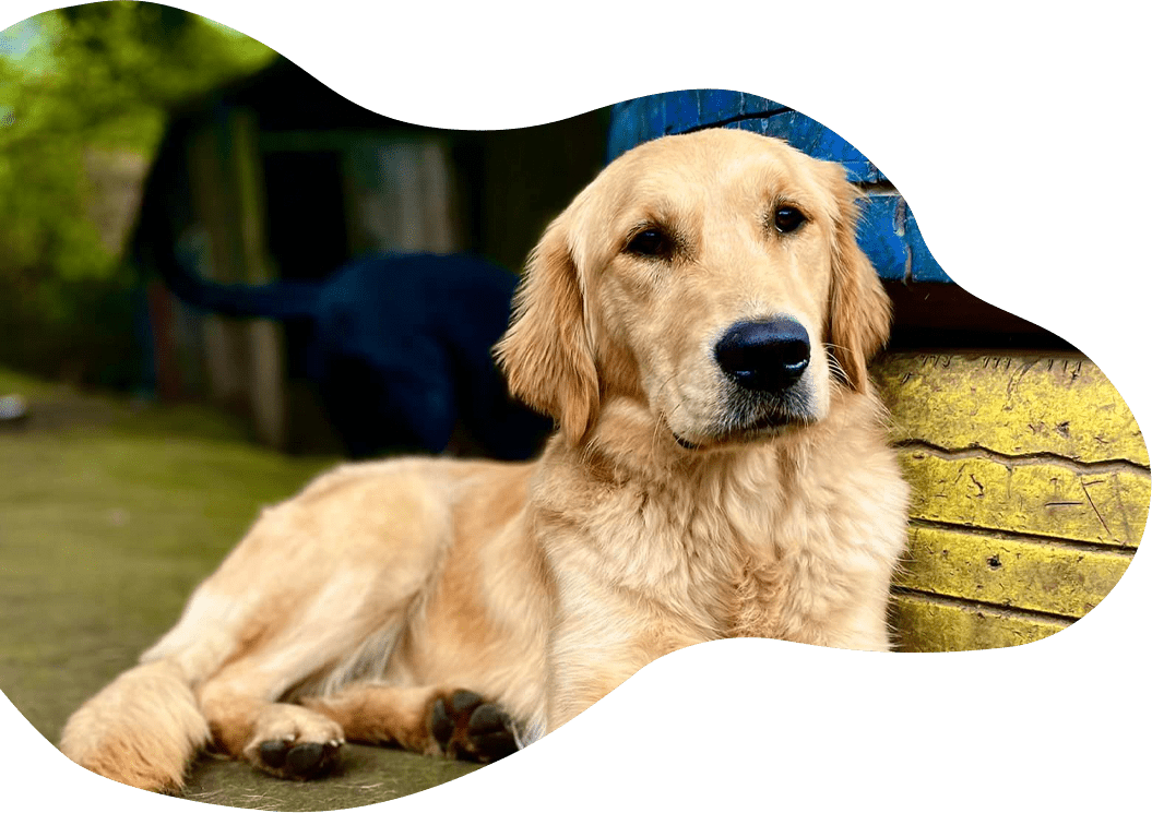 Day Care • Rose Cottage • Dog Daycare Chesterfield