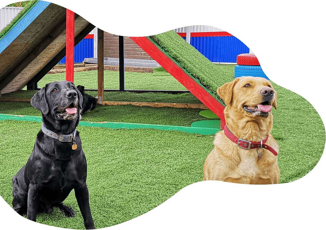 Tips on why we dogs are Neutered... Rose Cottage