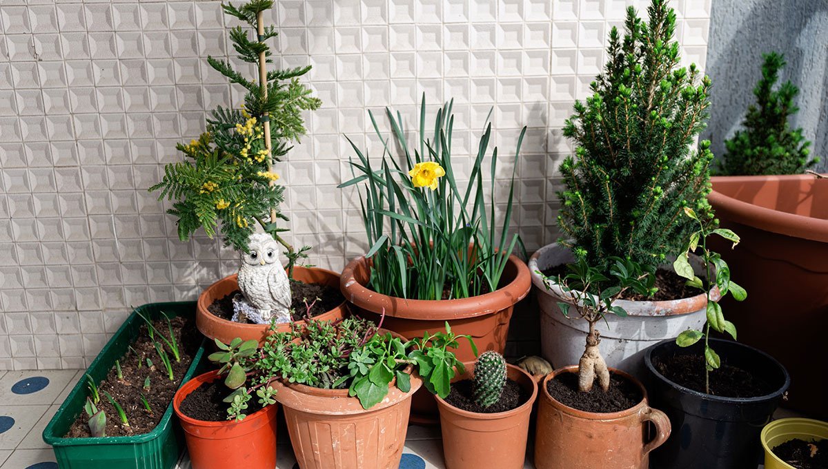 Trees and Shrubs for Outdoor Container Plantings Rosedale
