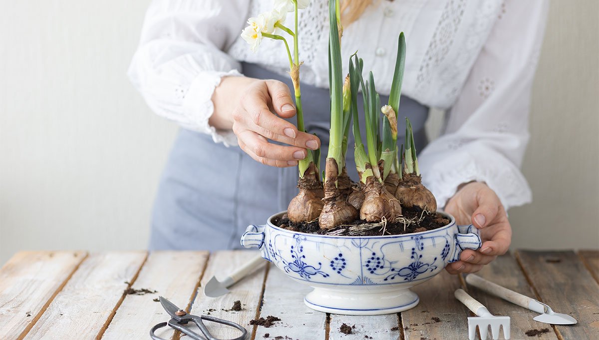 Rosedale Home Rosedale Nurseries