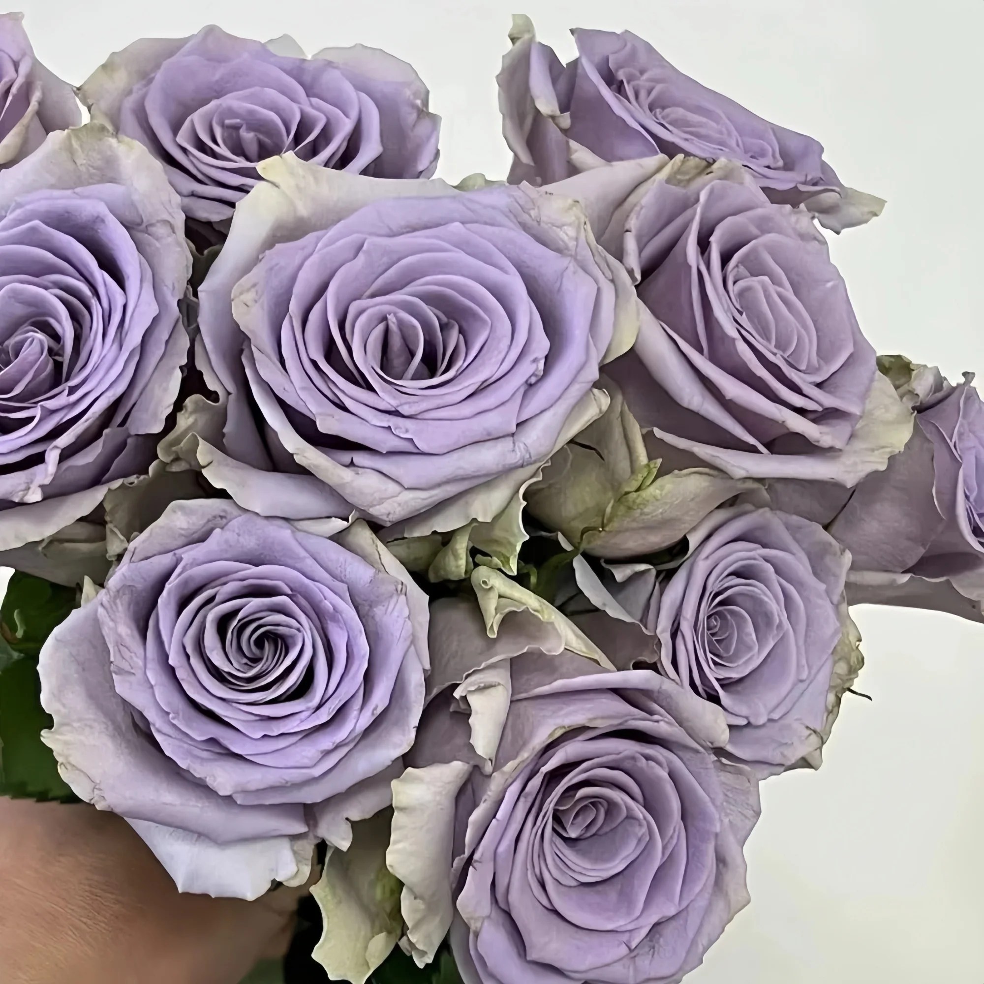 Shocking Blue Rose Plant震惊蓝 Rose_Explosion