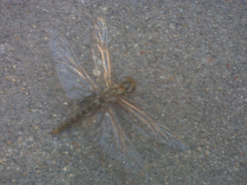 From the Perspective of the Gods Rose Garden Yoga