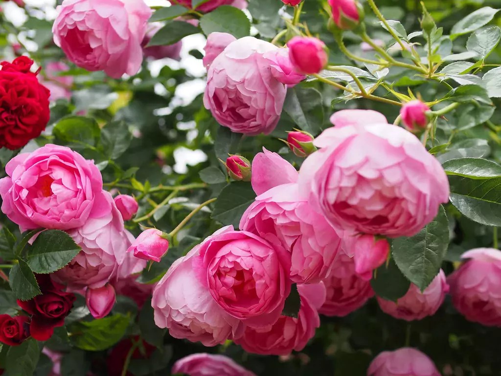 Royal Jubilee Rose All about Roses