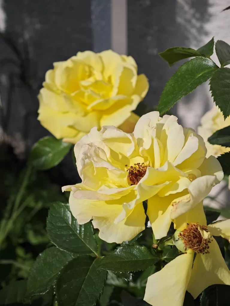 7 Steps of Caring for Rose Bushes in Spring All about Roses