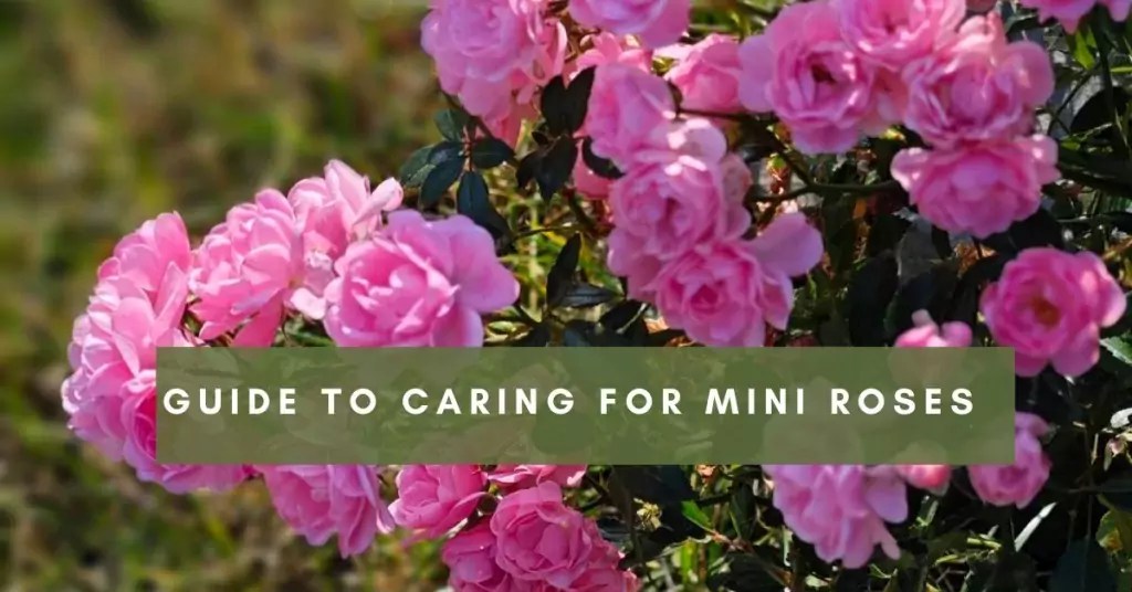 how to care mini roses