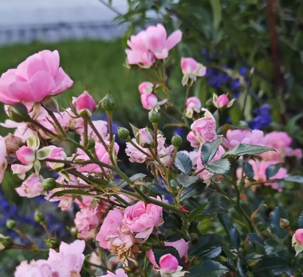 grow and care for knockout roses