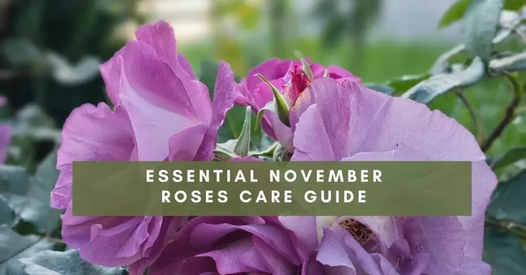 november roses care guide