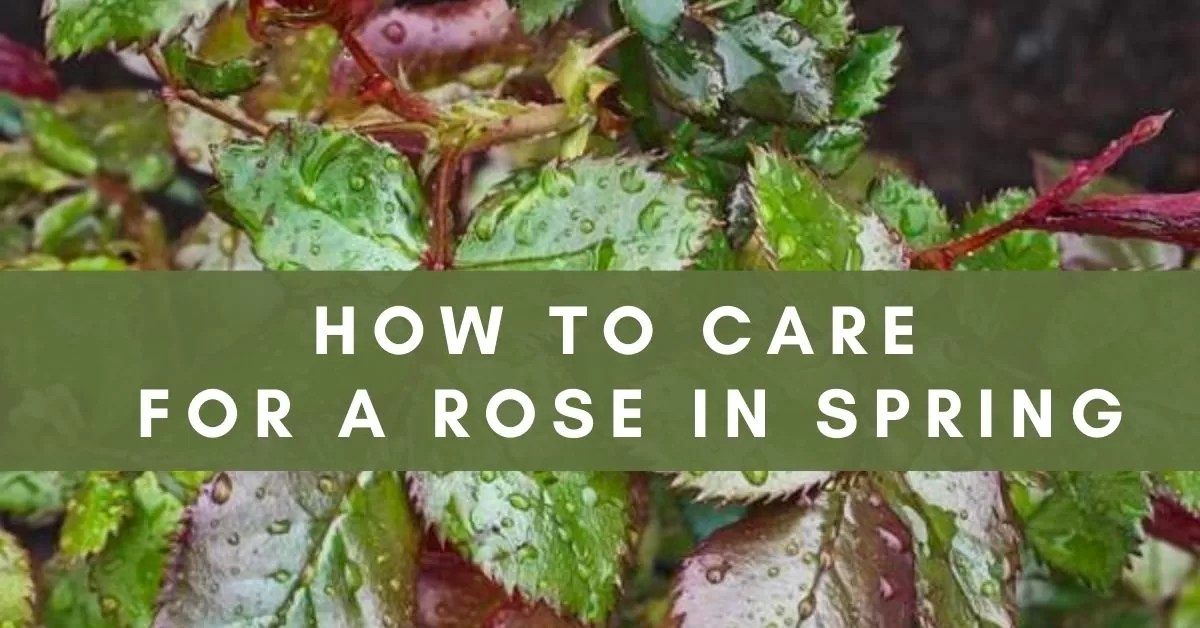 7 Steps of Caring for Rose Bushes in Spring All about Roses