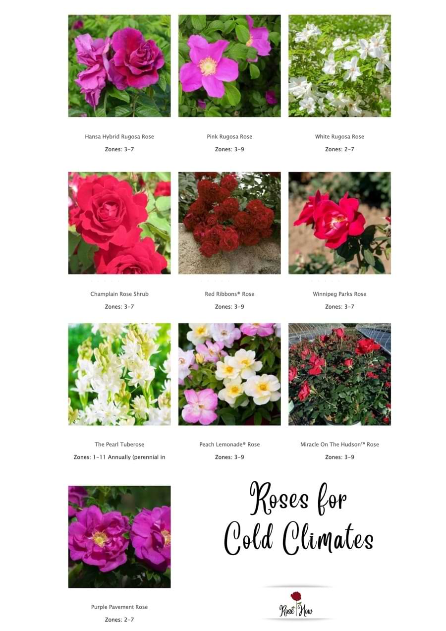 Growing Roses in Cold Climates (How To, Tips)