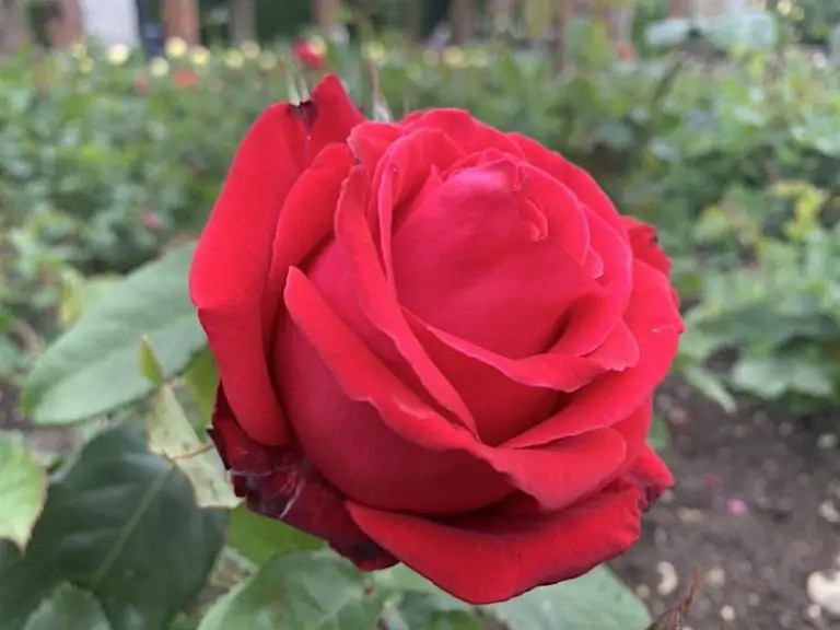 When Do Roses Bloom, What Months, Based on Zone and Place