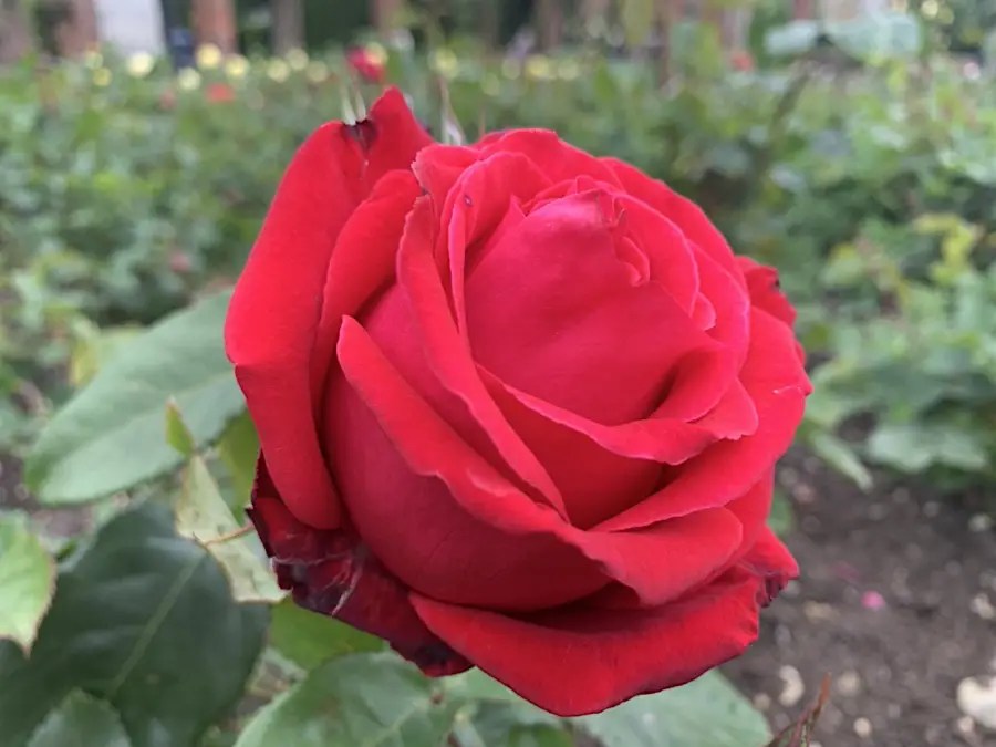 When Do Roses Bloom, What Months, Based on Zone and Place