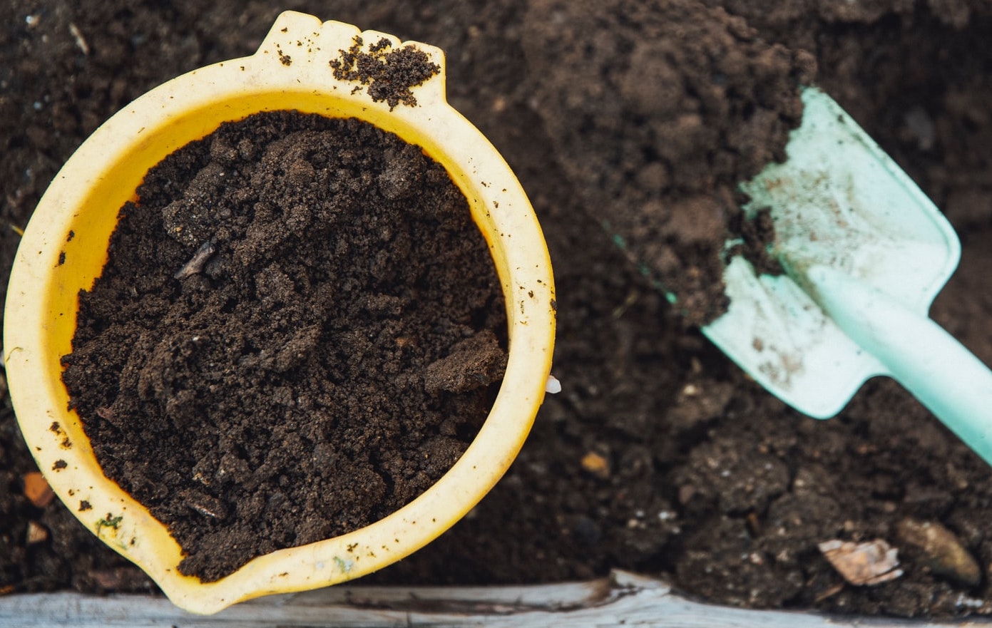 Is Mushroom Compost Good for Roses? (How, and; When to Add)