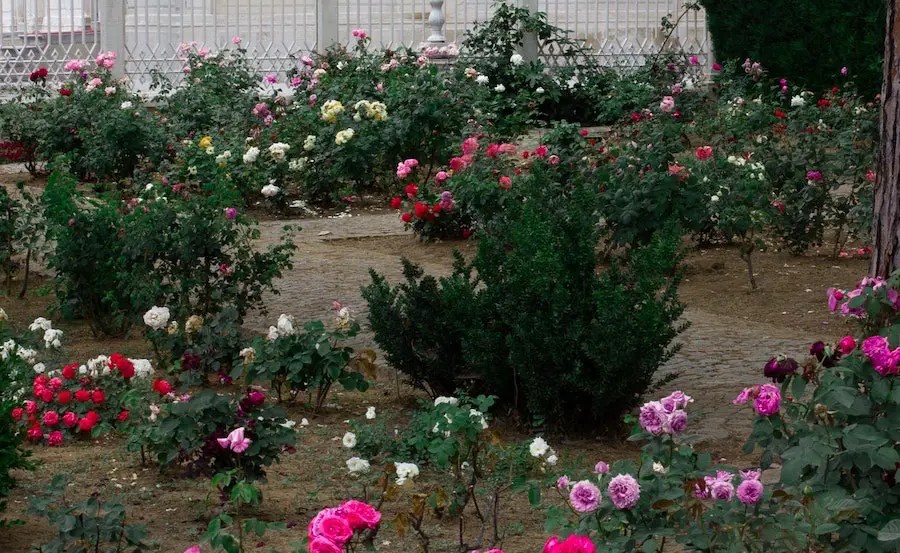 Best Companion Plants for Roses, Plus a Simple Table Guide