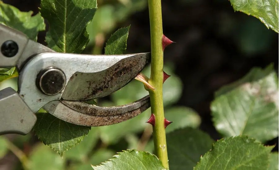 Do Mini Roses Need to Be Pruned? (When, How Much, and How)
