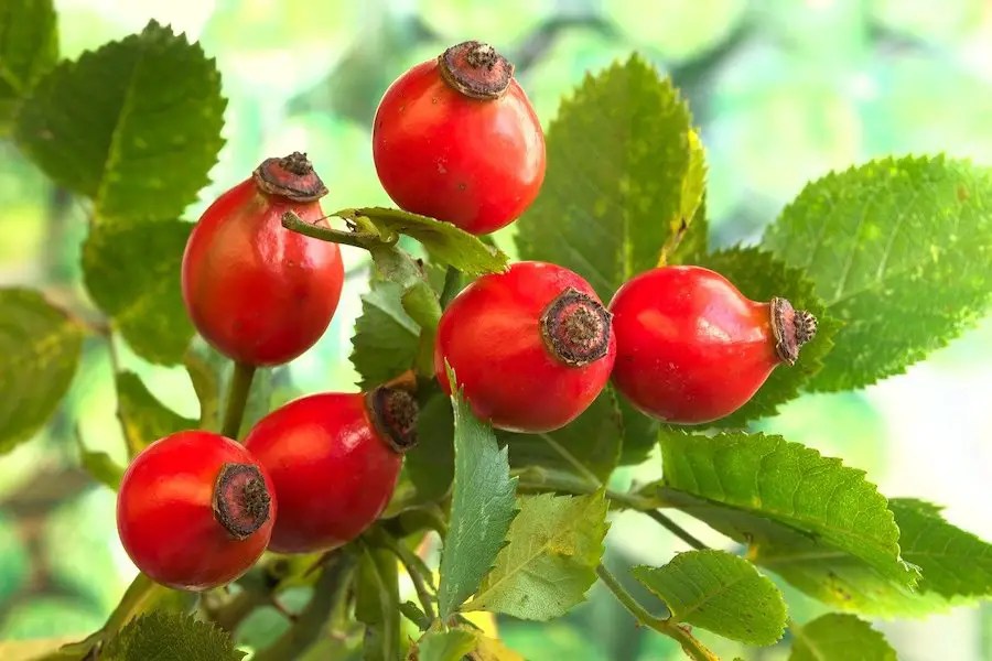 Are Rose Hips Edible? How to Prepare and Cook Rose Hips