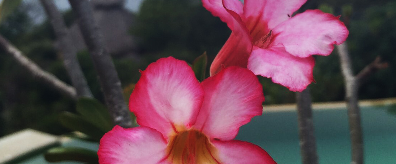 Private Yoga with Rosemary Garrison Vinyasa Flow