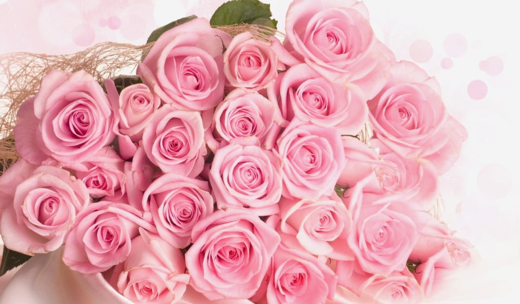 Background and Meanings of Pink Roses Rose Meaning