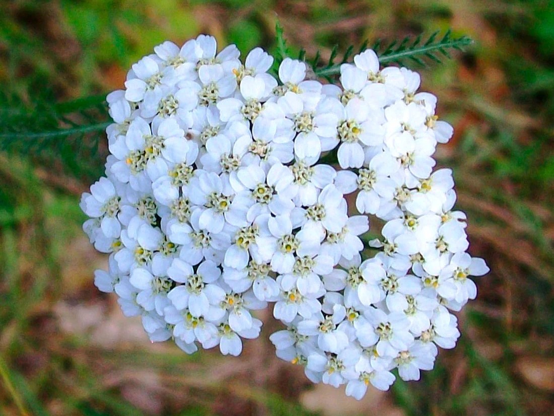 The Many Facets of Yarrow Flower Meaning and Interpretation Rose Meaning