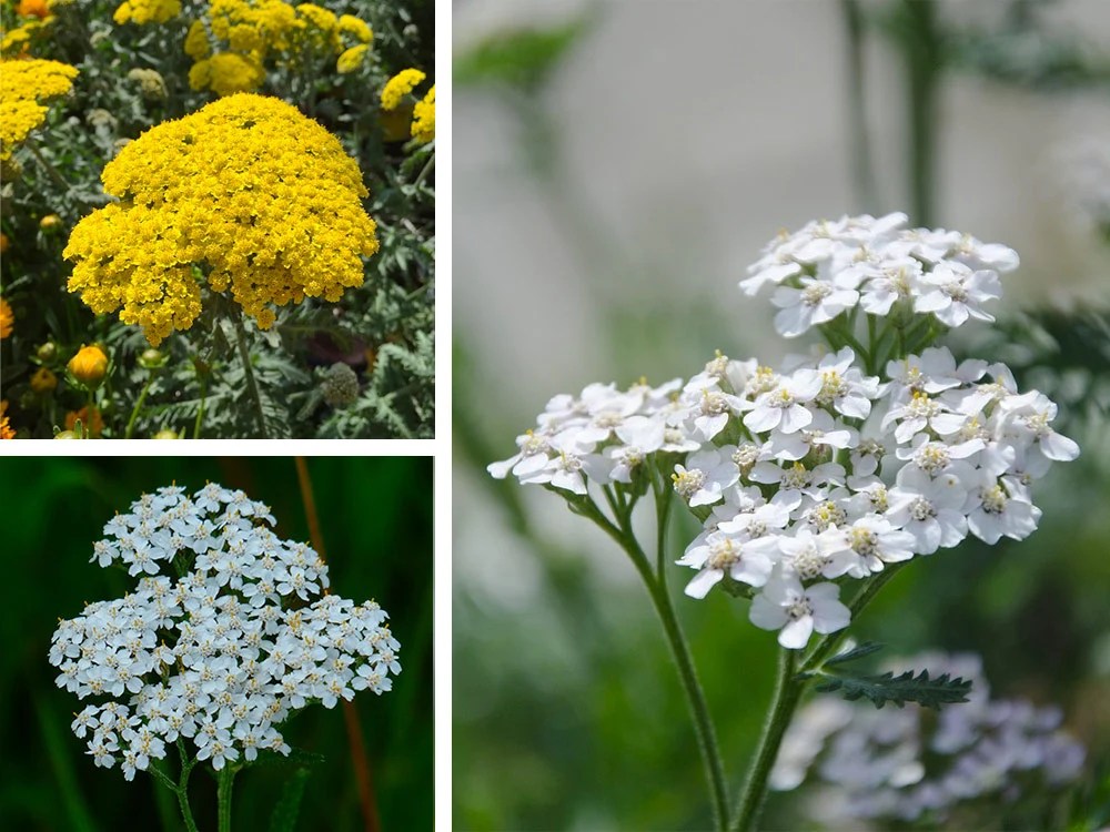 The Many Facets of Yarrow Flower Meaning and Interpretation Rose Meaning