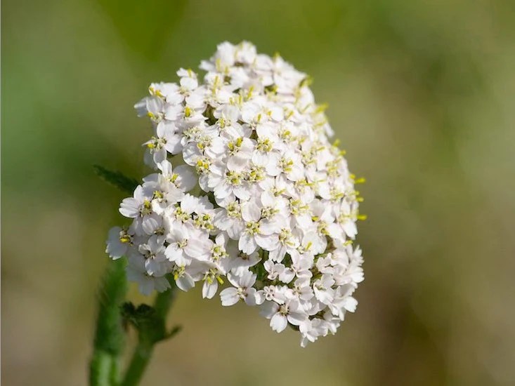 The Many Facets of Yarrow Flower Meaning and Interpretation Rose Meaning