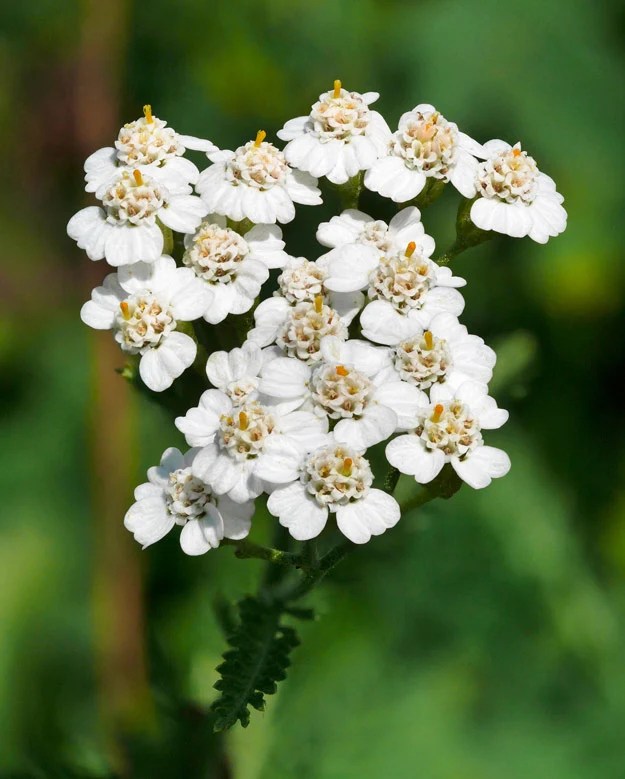 The Many Facets of Yarrow Flower Meaning and Interpretation Rose Meaning