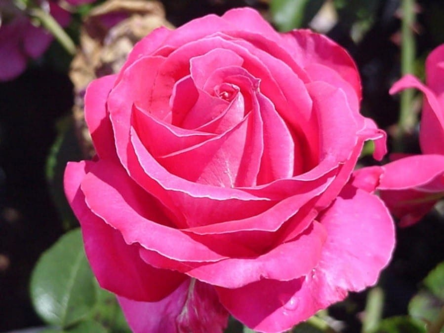 Best Friend Melvilles Roses