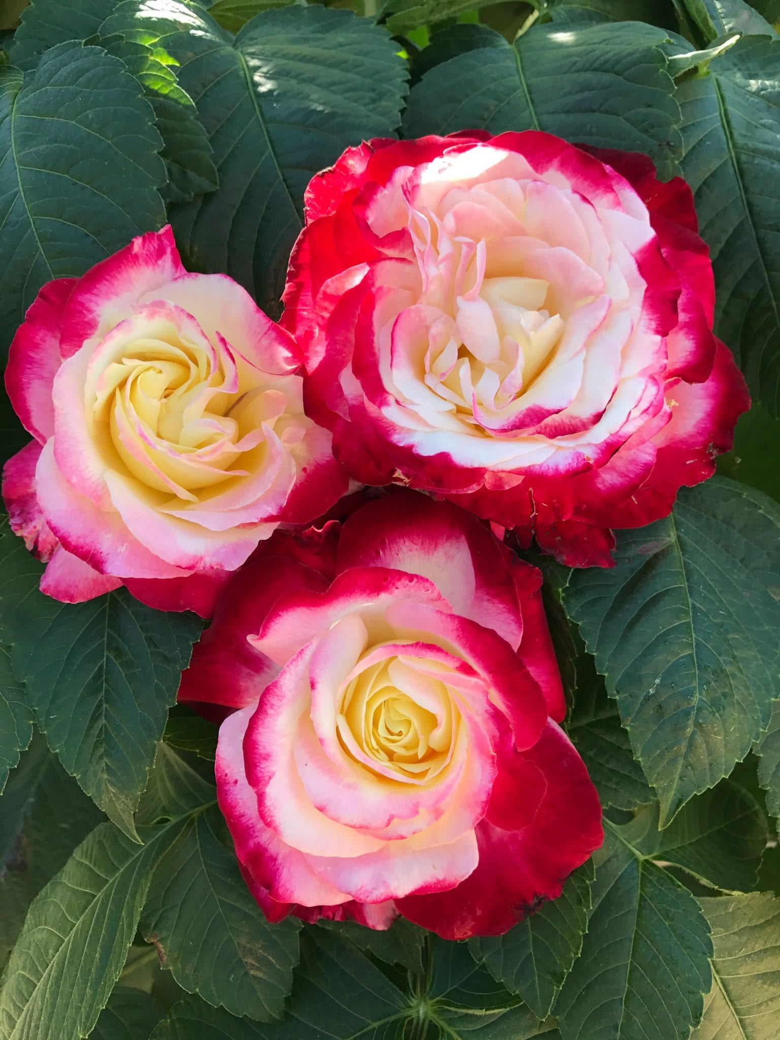 Double Delight Melvilles Roses