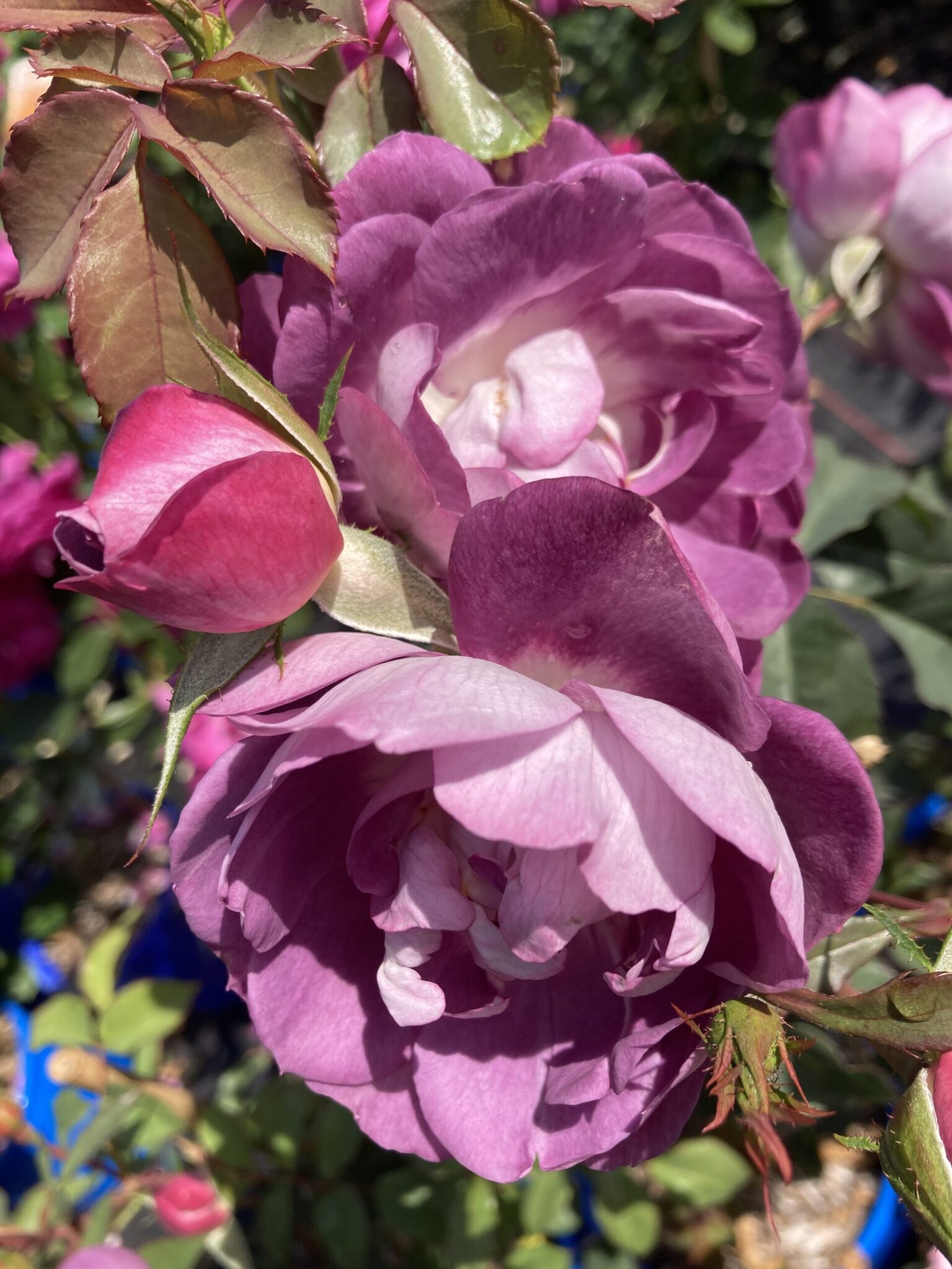 Dusky Moon Melvilles Roses