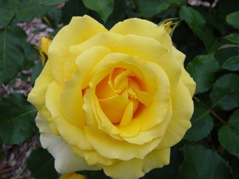 Gold Bunny Melvilles Roses