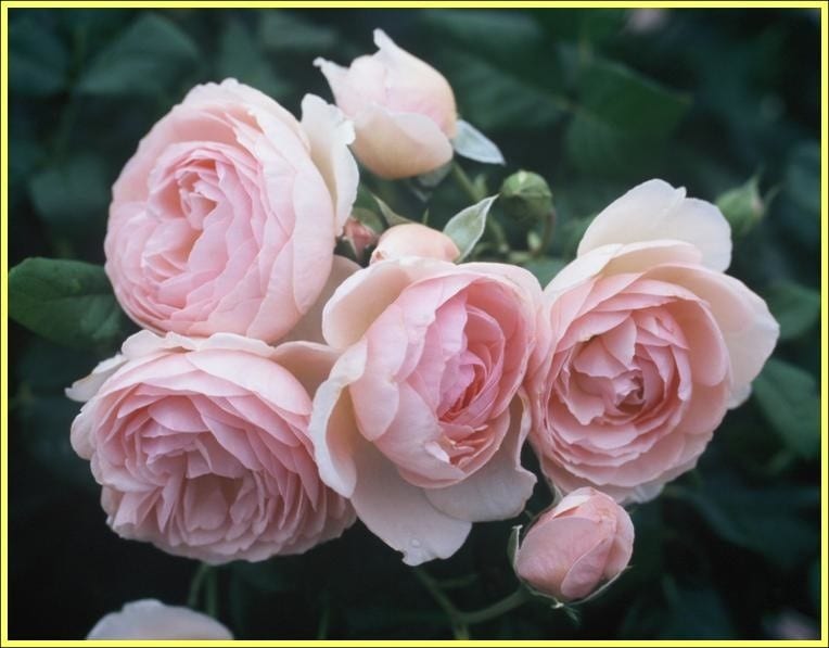 Heritage Melvilles Roses
