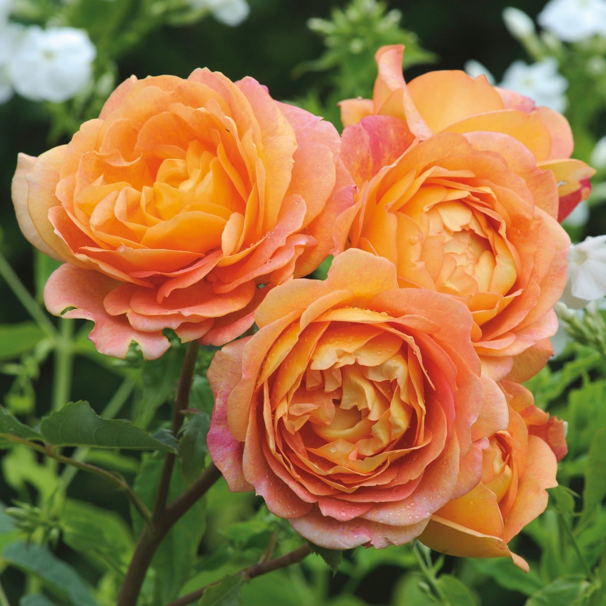 Lady of Shalott Melvilles Roses