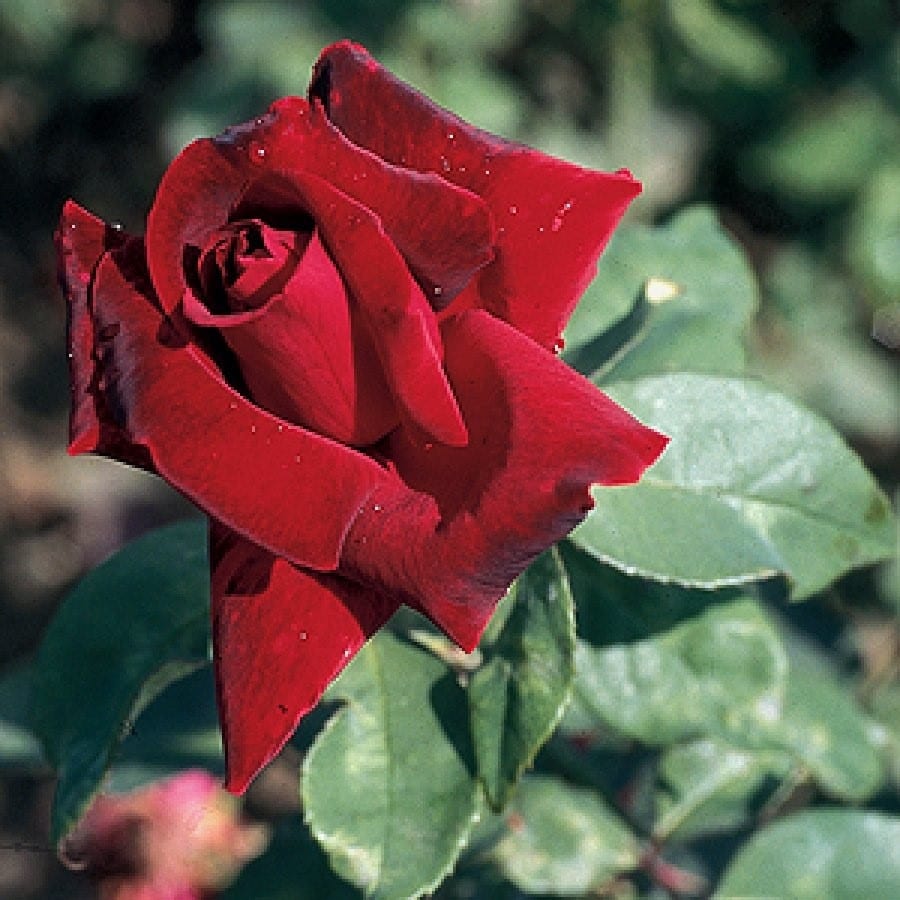 Papa Meilland Melvilles Roses